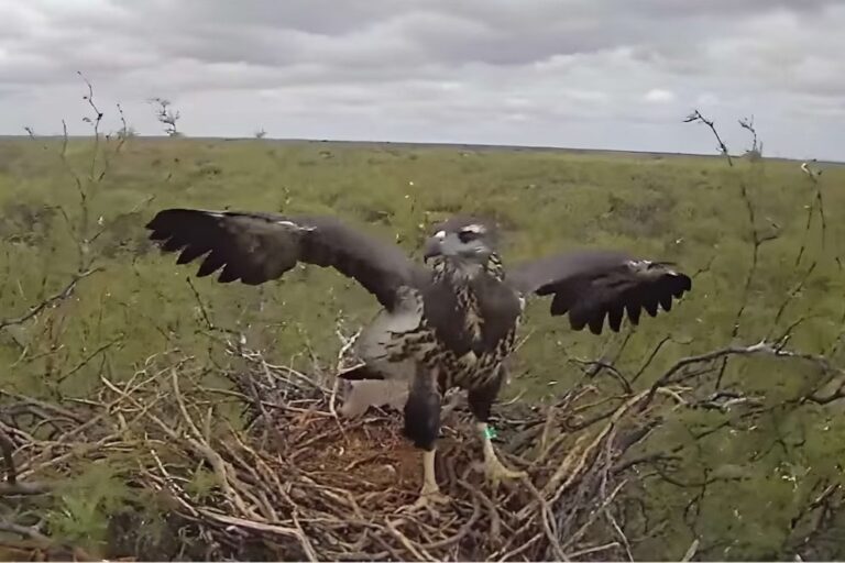 «Yupanqui» ya vuela: el pichón de águila coronada que el CONICET transmitió en vivo y emocionó a miles en el mundo